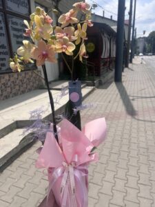 Aranjament cu orhidee phalaenopsis roz în ambalaj cadou