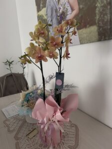 Aranjament cu orhidee phalaenopsis roz în ambalaj cadou