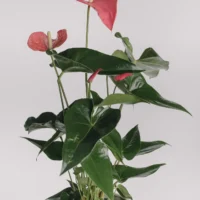 Aranjament cu anthurium roz în vas ceramic