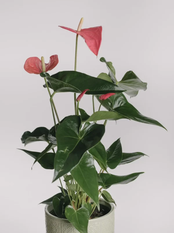 Aranjament cu anthurium roz în vas ceramic