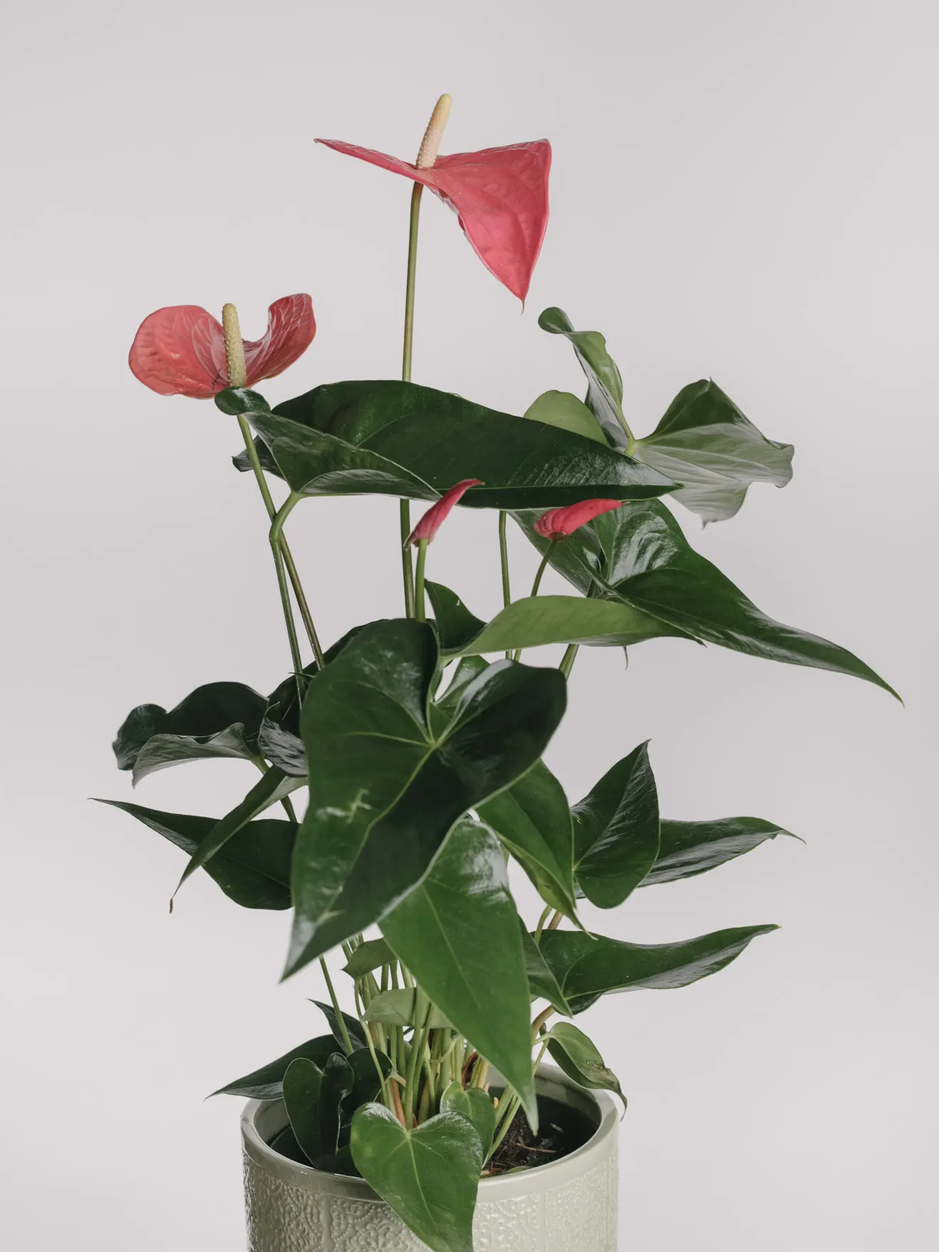 Aranjament cu anthurium roz în vas ceramic