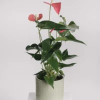 Aranjament cu anthurium roz în vas ceramic