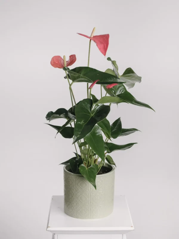 Aranjament cu anthurium roz în vas ceramic