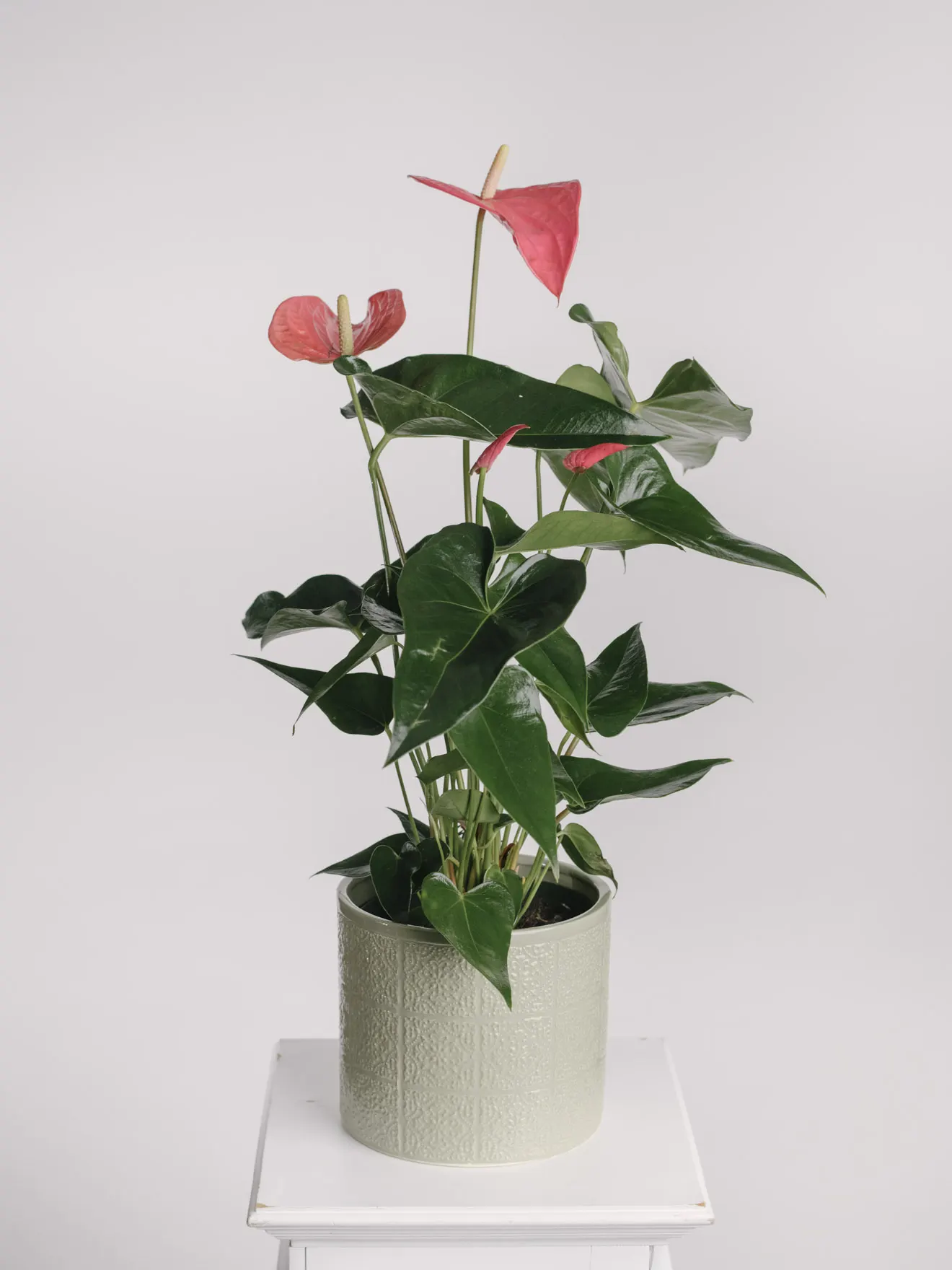 Aranjament cu anthurium roz în vas ceramic