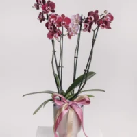 Aranjament cu orhidee phalaenopsis burgund în vas