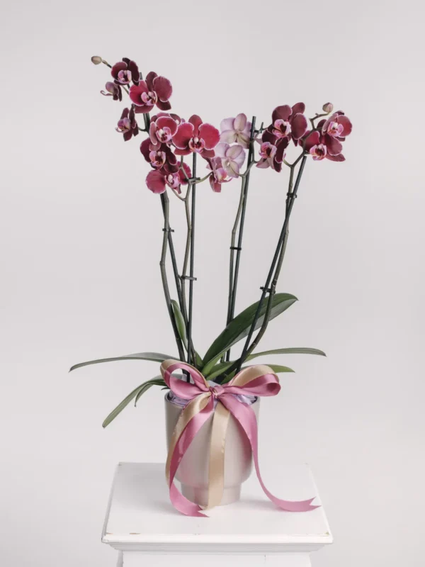 Aranjament cu orhidee phalaenopsis burgund în vas