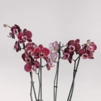 Aranjament cu orhidee phalaenopsis burgund în vas