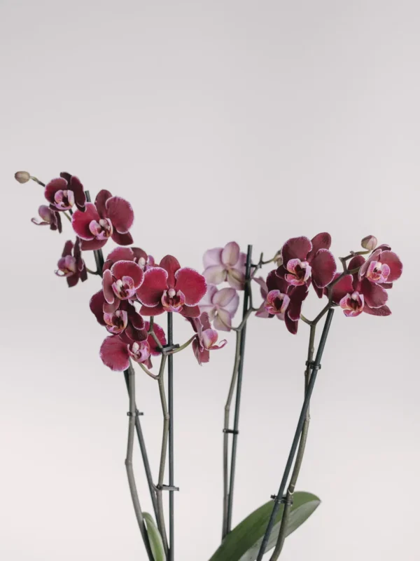 Aranjament cu orhidee phalaenopsis burgund în vas