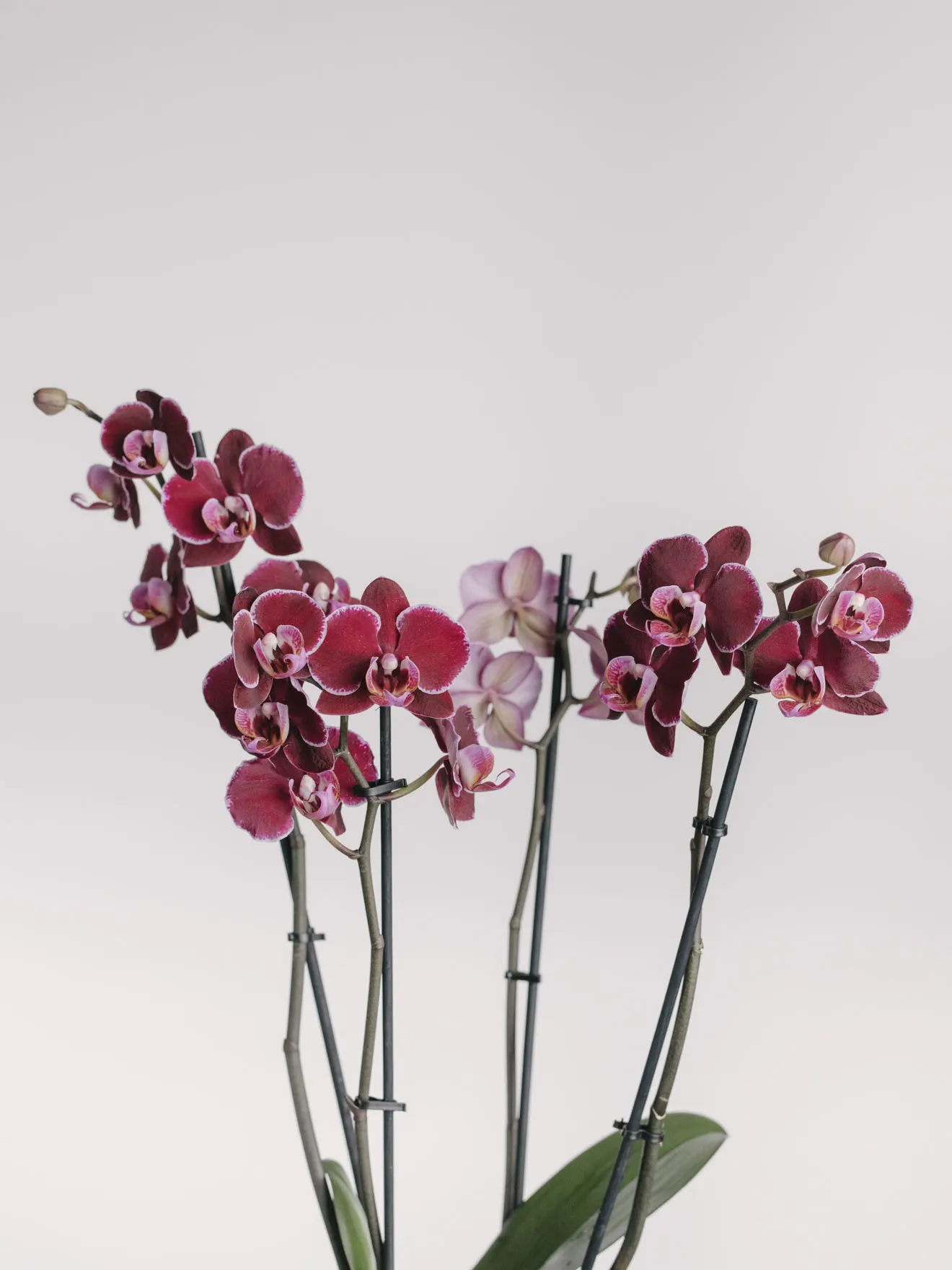 Aranjament cu orhidee phalaenopsis burgund în vas