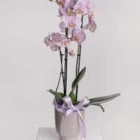Aranjament cu orhidee phalaenopsis lila în vas ceramic