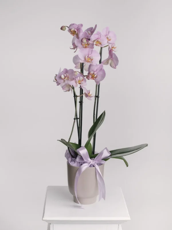 Aranjament cu orhidee phalaenopsis lila în vas ceramic