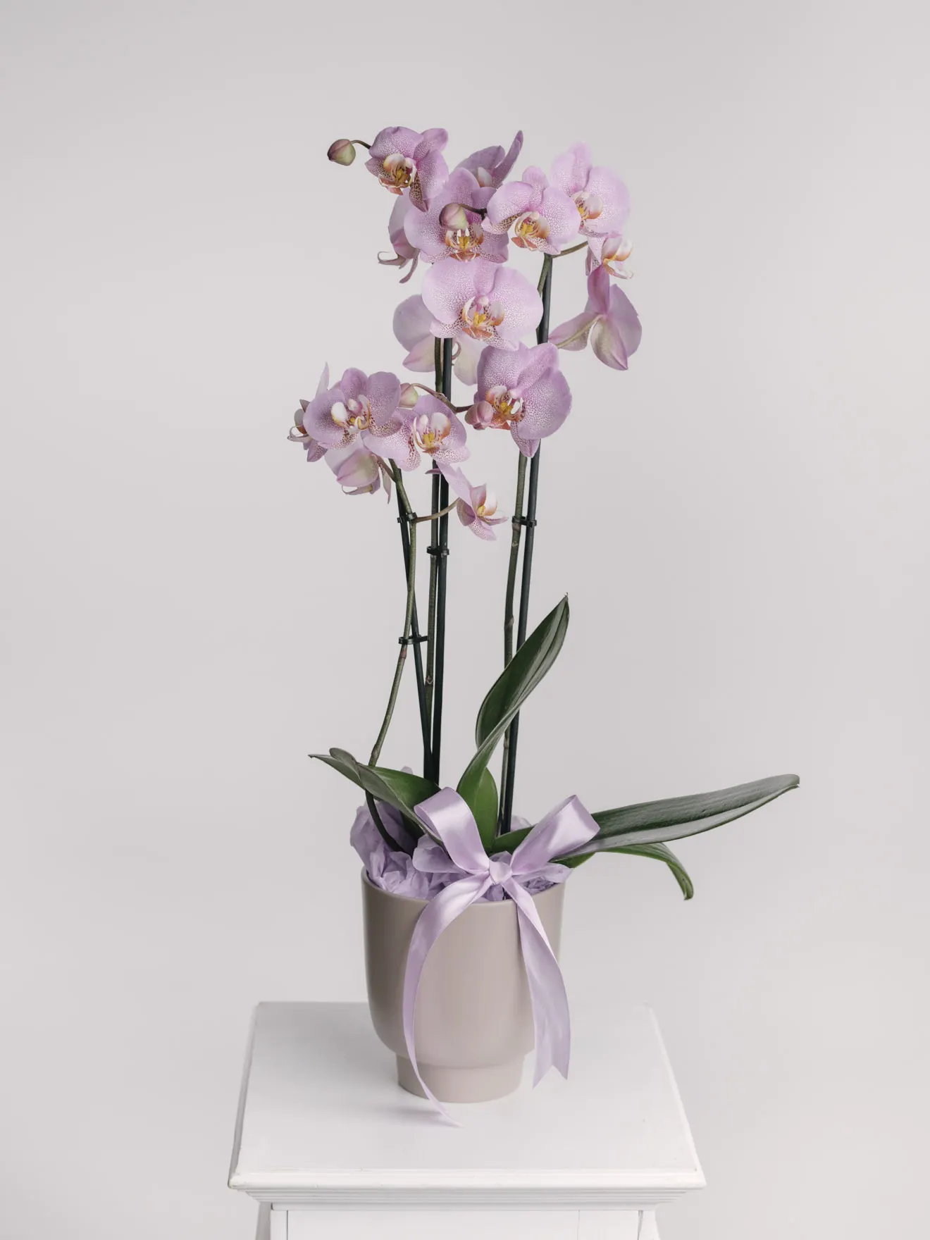 Aranjament cu orhidee phalaenopsis lila în vas ceramic