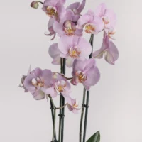Aranjament cu orhidee phalaenopsis lila în vas ceramic