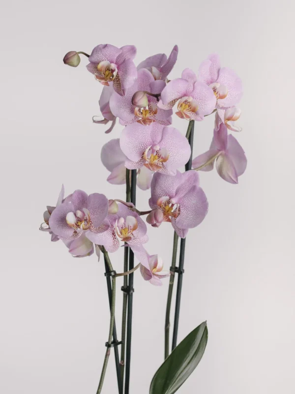 Aranjament cu orhidee phalaenopsis lila în vas ceramic