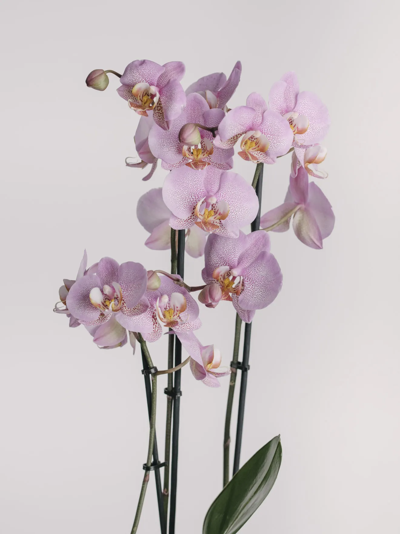 Aranjament cu orhidee phalaenopsis lila în vas ceramic