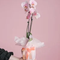 Aranjament cu orhidee phalaenopsis roz în ambalaj cadou