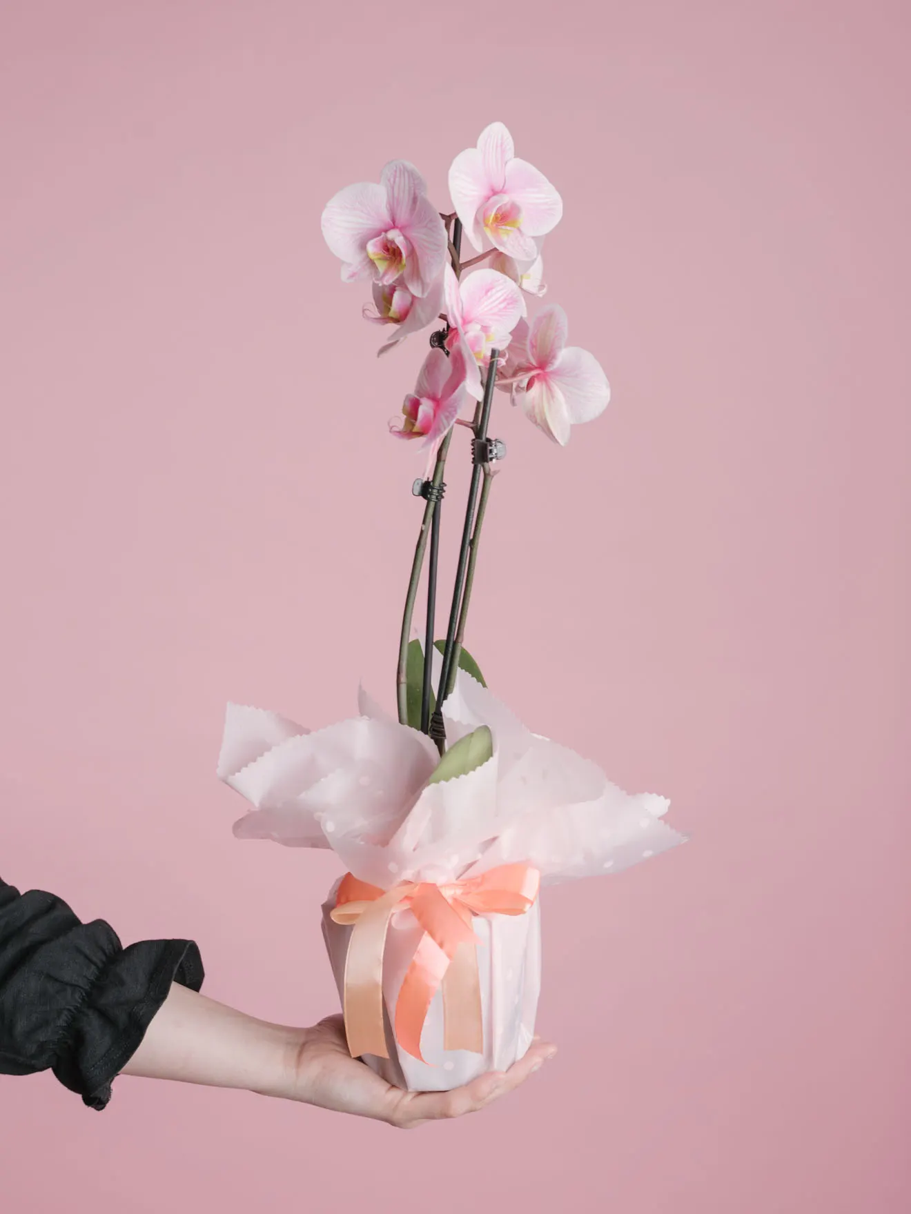 Aranjament cu orhidee phalaenopsis roz în ambalaj cadou