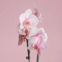 Aranjament cu orhidee phalaenopsis roz în ambalaj cadou