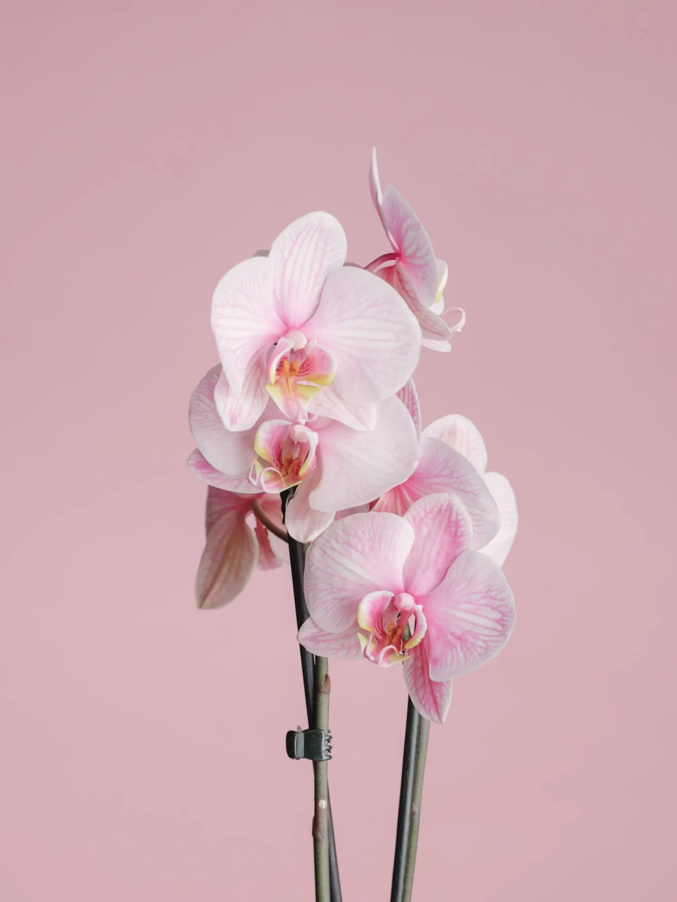 Aranjament cu orhidee phalaenopsis roz în ambalaj cadou