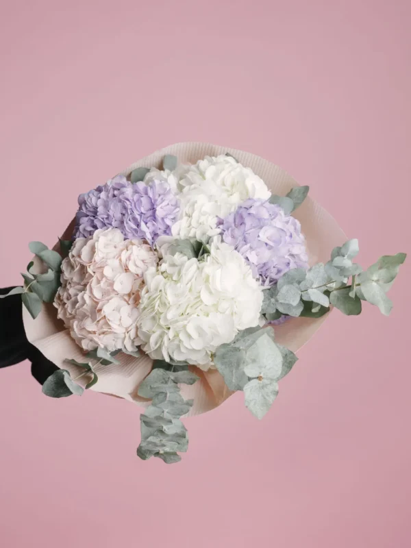 Colourfull Hydrangea